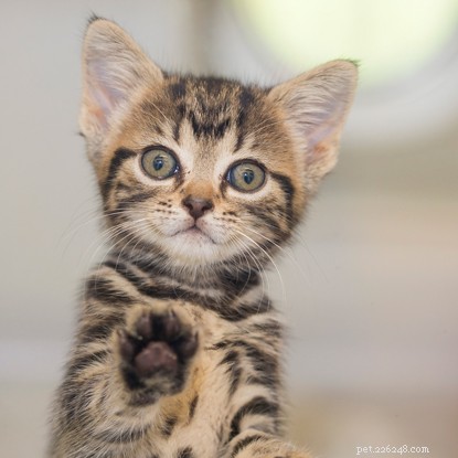Celebrating International Women’s Day: 7 Fascinating Facts About Female Cats