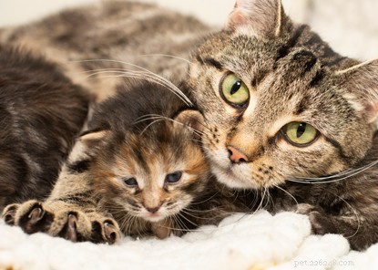 Celebrating International Women’s Day: 7 Fascinating Facts About Female Cats