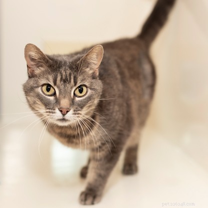 Celebrating International Women’s Day: 7 Fascinating Facts About Female Cats