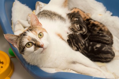Celebrating International Women’s Day: 7 Fascinating Facts About Female Cats