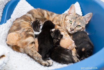 Celebrating International Women’s Day: 7 Fascinating Facts About Female Cats