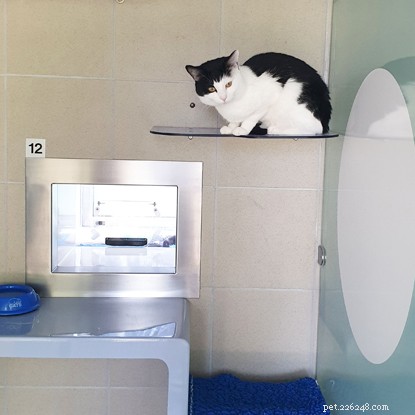 How We Calm Anxious Cats and Help Them Thrive in Cats Protection Care
