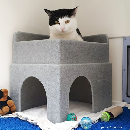 How We Calm Anxious Cats and Help Them Thrive in Cats Protection Care