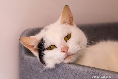 How We Calm Anxious Cats and Help Them Thrive in Cats Protection Care