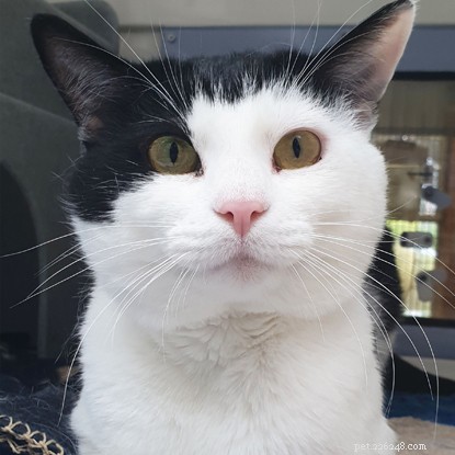 How We Calm Anxious Cats and Help Them Thrive in Cats Protection Care