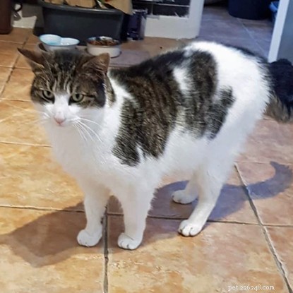 Microchip Traces Lost Cat Bowie Home After Two Years Away