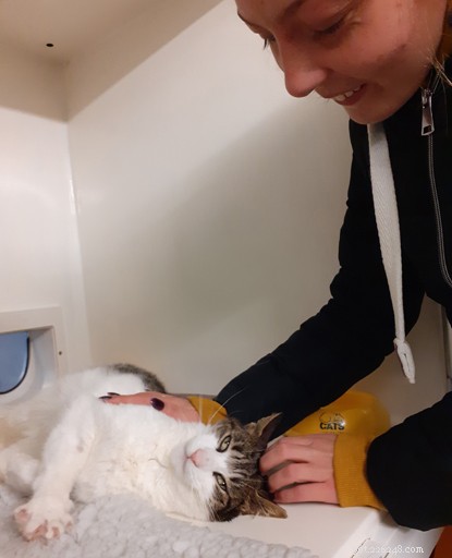 Microchip Traces Lost Cat Bowie Home After Two Years Away