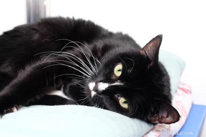 Urgent Appeal: Donate Ear Surgery Funds for Suggs & Daisy, Cats in Need of New Homes