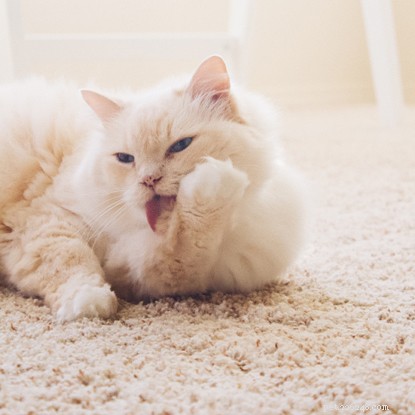 Understanding Cat Shedding: Causes & Normal Limits