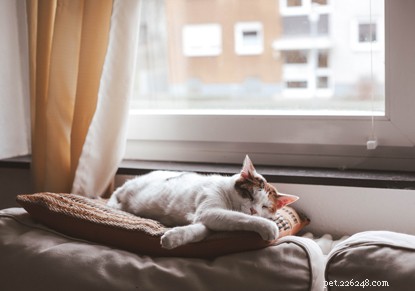 Understanding Cat Shedding: Causes & Normal Limits