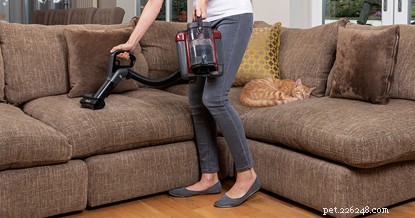 Understanding Cat Shedding: Causes & Normal Limits