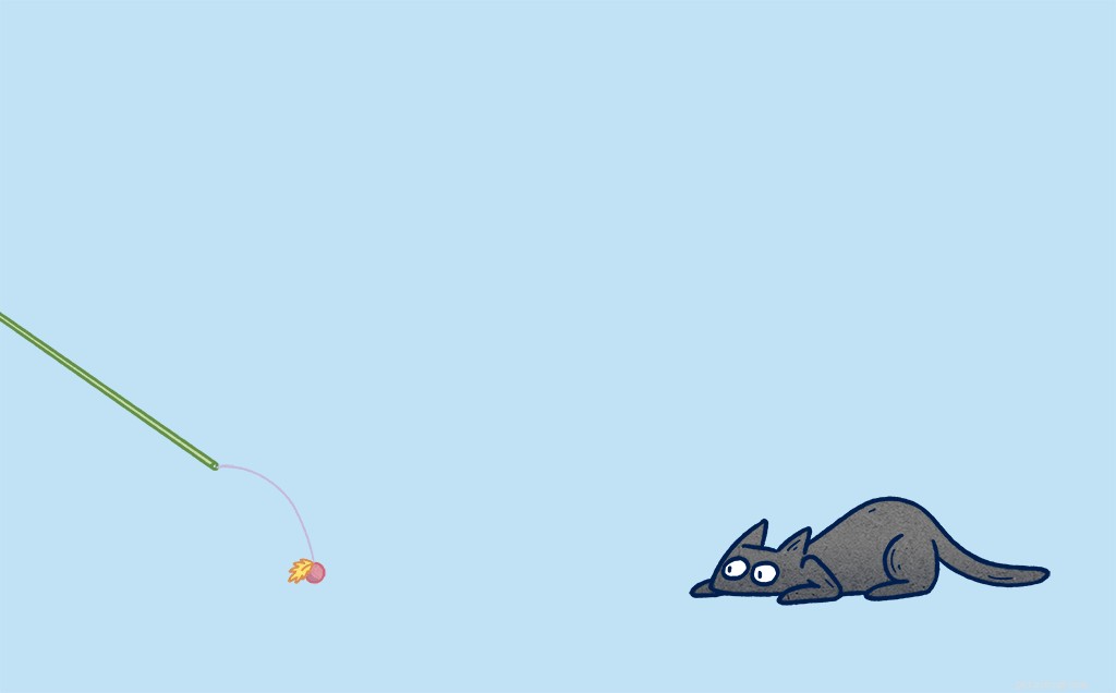 Common Cat Misconceptions: 7 Behaviors Explained