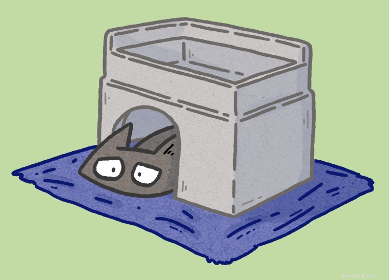 Common Cat Misconceptions: 7 Behaviors Explained