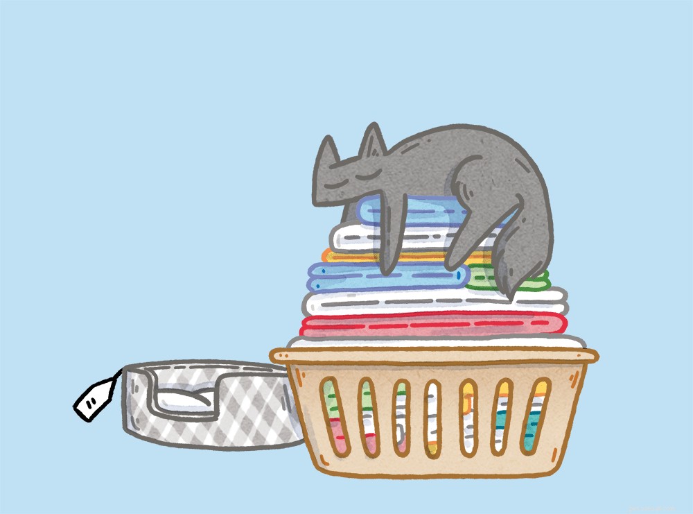 Common Cat Misconceptions: 7 Behaviors Explained