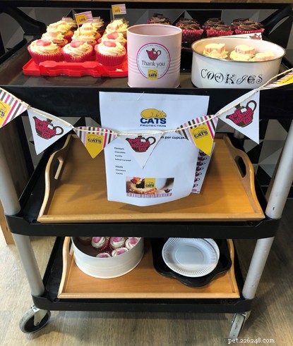 Pawsome Afternoon Tea: How Cat Lovers Host Fundraising Events for Kittens