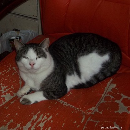 The Surprising Health & Behaviour Benefits of Neutering Your Cat