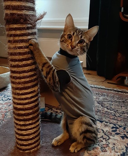 The Surprising Health & Behaviour Benefits of Neutering Your Cat