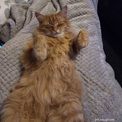 The Surprising Health & Behaviour Benefits of Neutering Your Cat