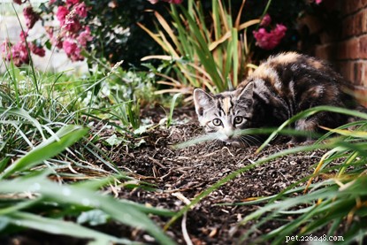 How to Protect Your Cat from Bullying: Expert Tips for a Safer Home