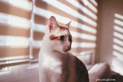 How to Protect Your Cat from Bullying: Expert Tips for a Safer Home