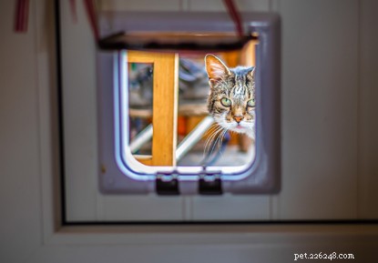 How to Protect Your Cat from Bullying: Expert Tips for a Safer Home