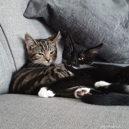 5 Fascinating Facts About Cat Siblings: How Kittens Grow Together
