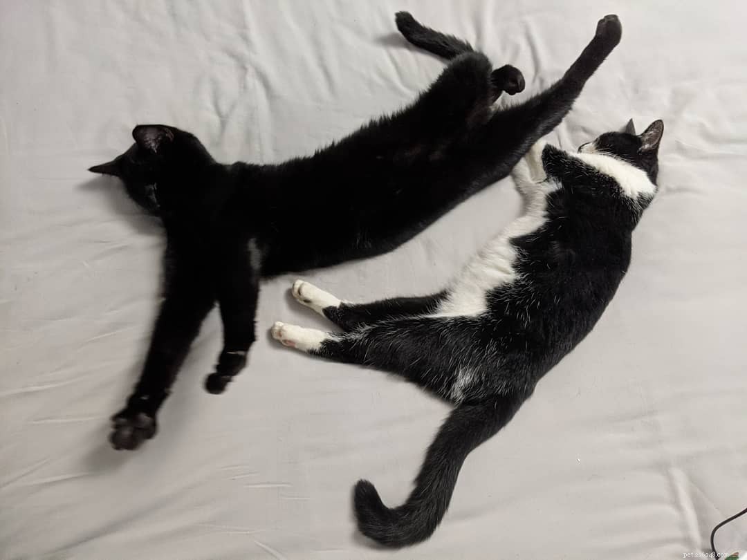 5 Fascinating Facts About Cat Siblings: How Kittens Grow Together