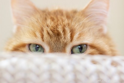How to Build Trust With a Nervous Cat: Patience, Time, and Simple Tricks