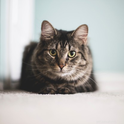 How to Build Trust With a Nervous Cat: Patience, Time, and Simple Tricks