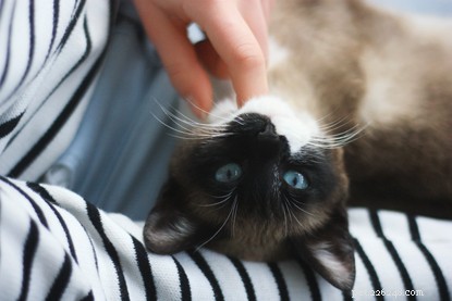 How to Build Trust With a Nervous Cat: Patience, Time, and Simple Tricks