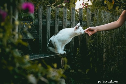 How to Build Trust With a Nervous Cat: Patience, Time, and Simple Tricks