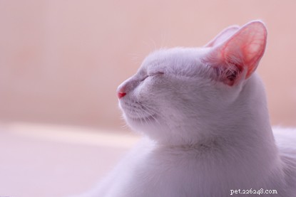 How to Build Trust With a Nervous Cat: Patience, Time, and Simple Tricks