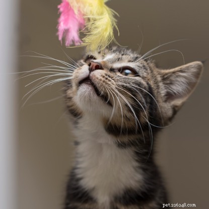 Keeping Your Cat Happy Indoors During COVID-19 Lockdown: Expert Tips
