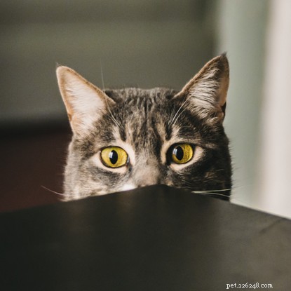 Why Did My Cat Suddenly Become Shy? Identify the Causes & Restore Their Confidence