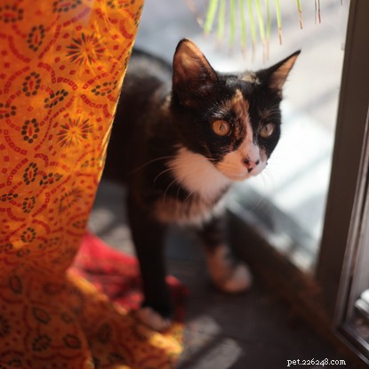 Why Did My Cat Suddenly Become Shy? Identify the Causes & Restore Their Confidence