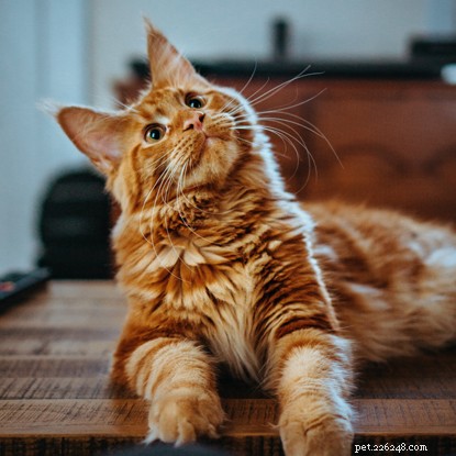 Why Did My Cat Suddenly Become Shy? Identify the Causes & Restore Their Confidence