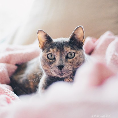 Why Did My Cat Suddenly Become Shy? Identify the Causes & Restore Their Confidence