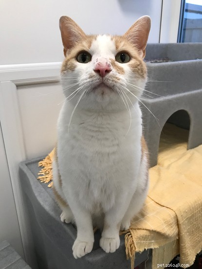 Kind Volunteer Offers a Loving Home to Cat with Chronic Kidney Disease