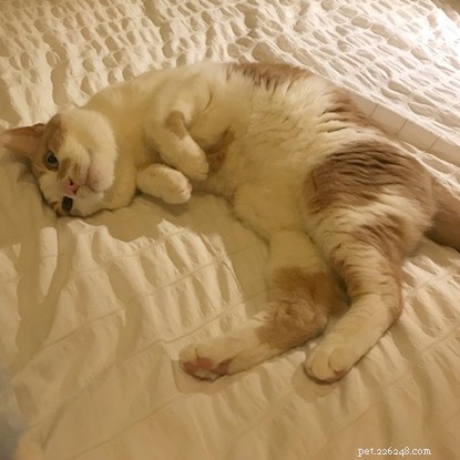 Kind Volunteer Offers a Loving Home to Cat with Chronic Kidney Disease