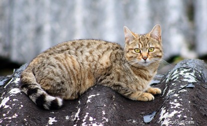 Nottingham Cat Lover Saves Injured Feral Kittens with Cats Protection