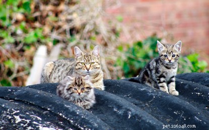 Nottingham Cat Lover Saves Injured Feral Kittens with Cats Protection