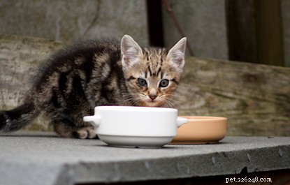 Nottingham Cat Lover Saves Injured Feral Kittens with Cats Protection
