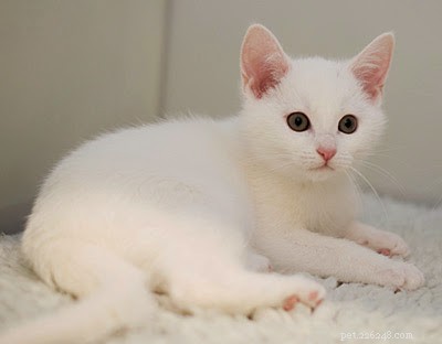 Expert Insights: Why Neutering Your Cat Matters – Benefits, Differences, and Ideal Timing
