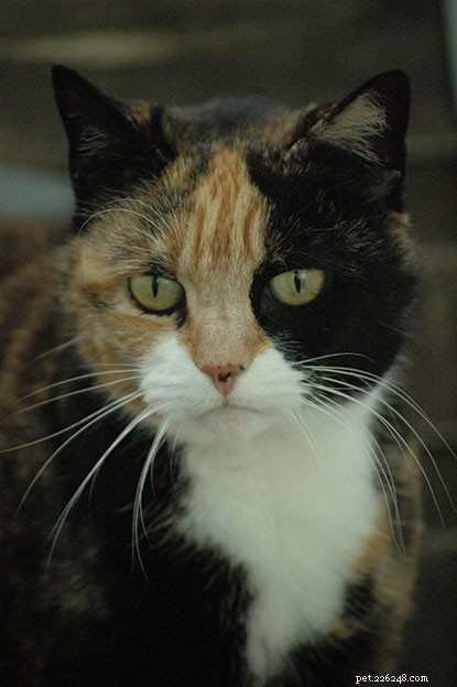Climbing for Cats: Charity Abseil Raises Funds for Isle of Wight Adoption Centre