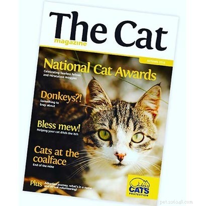Thought‑Provoking Christmas Gifts for Cat Lovers That Support Stray Cats