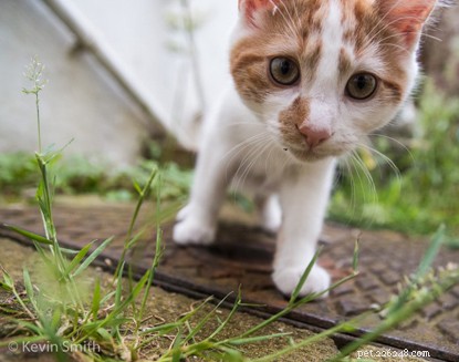 Kevin Smith Shares Pro Tips for Stunning Cat Photography