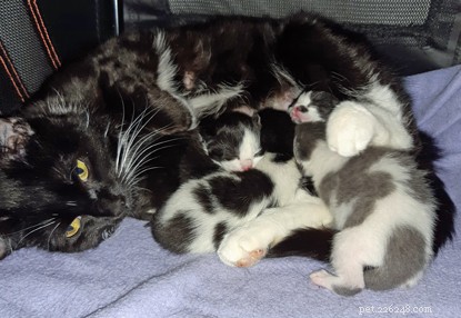 Cats Protection Southampton Urges Support for Injured Pregnant Cat Rescued from Air Gun Attack