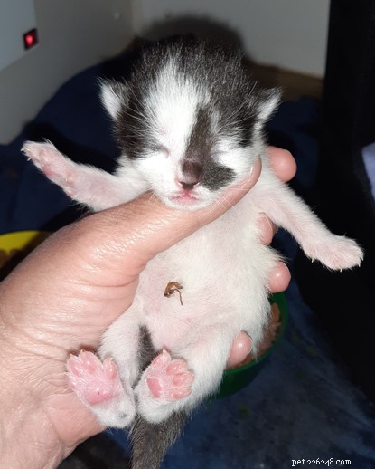 Cats Protection Southampton Urges Support for Injured Pregnant Cat Rescued from Air Gun Attack
