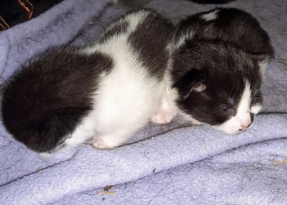 Cats Protection Southampton Urges Support for Injured Pregnant Cat Rescued from Air Gun Attack