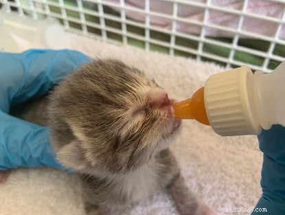 Three Cornish Kittens Rescued and Named After NHS Icons